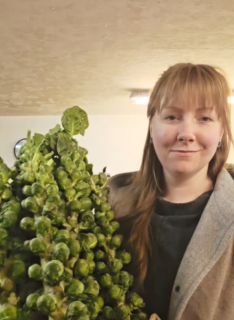 Frischer Rosenkohl vom Bauern aus der Region für die Gemüsekiste.