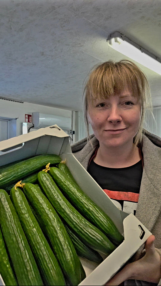 Volle Kiste knackiger, regionaler Salatgurken direkt aus dem Anbau für unseren Shop