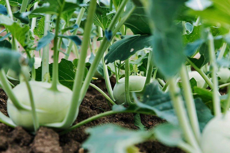 saisonales Gemüse - BIO - Meine Landfreu.de