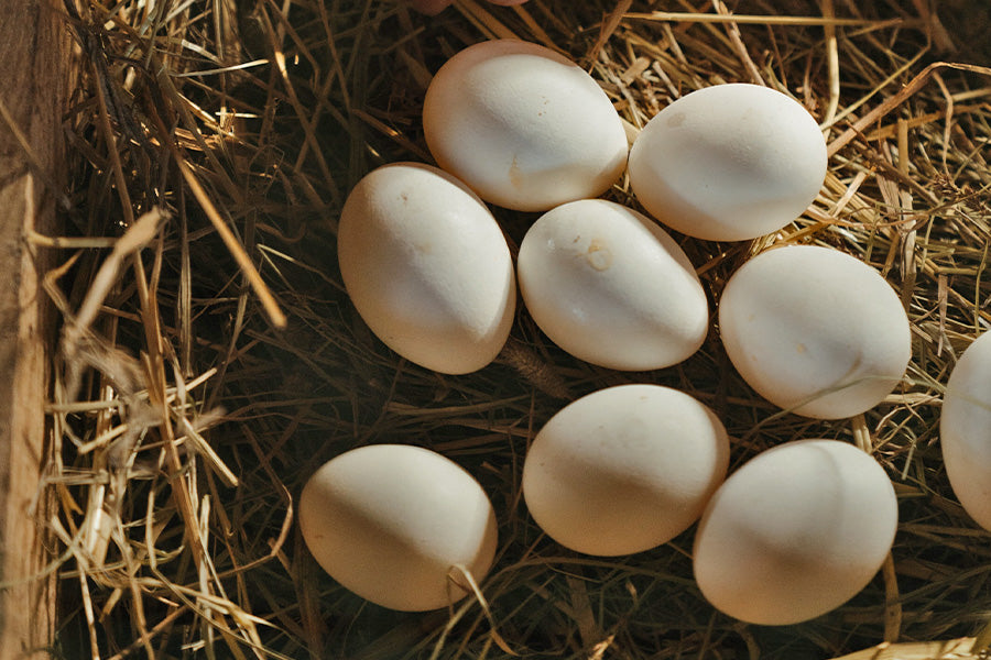 Eier - Bio oder konventionell