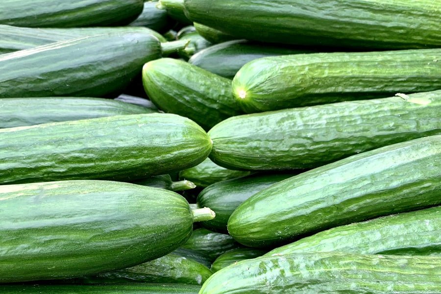 Frische grüne Salatgurke in ganzer Länge vor weißem Hintergrund – knackige Schale