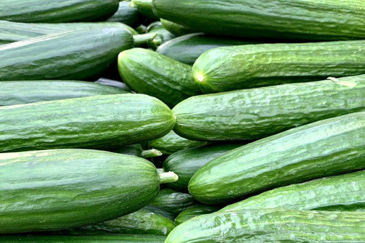 Frische grüne Salatgurke in ganzer Länge vor weißem Hintergrund – knackige Schale